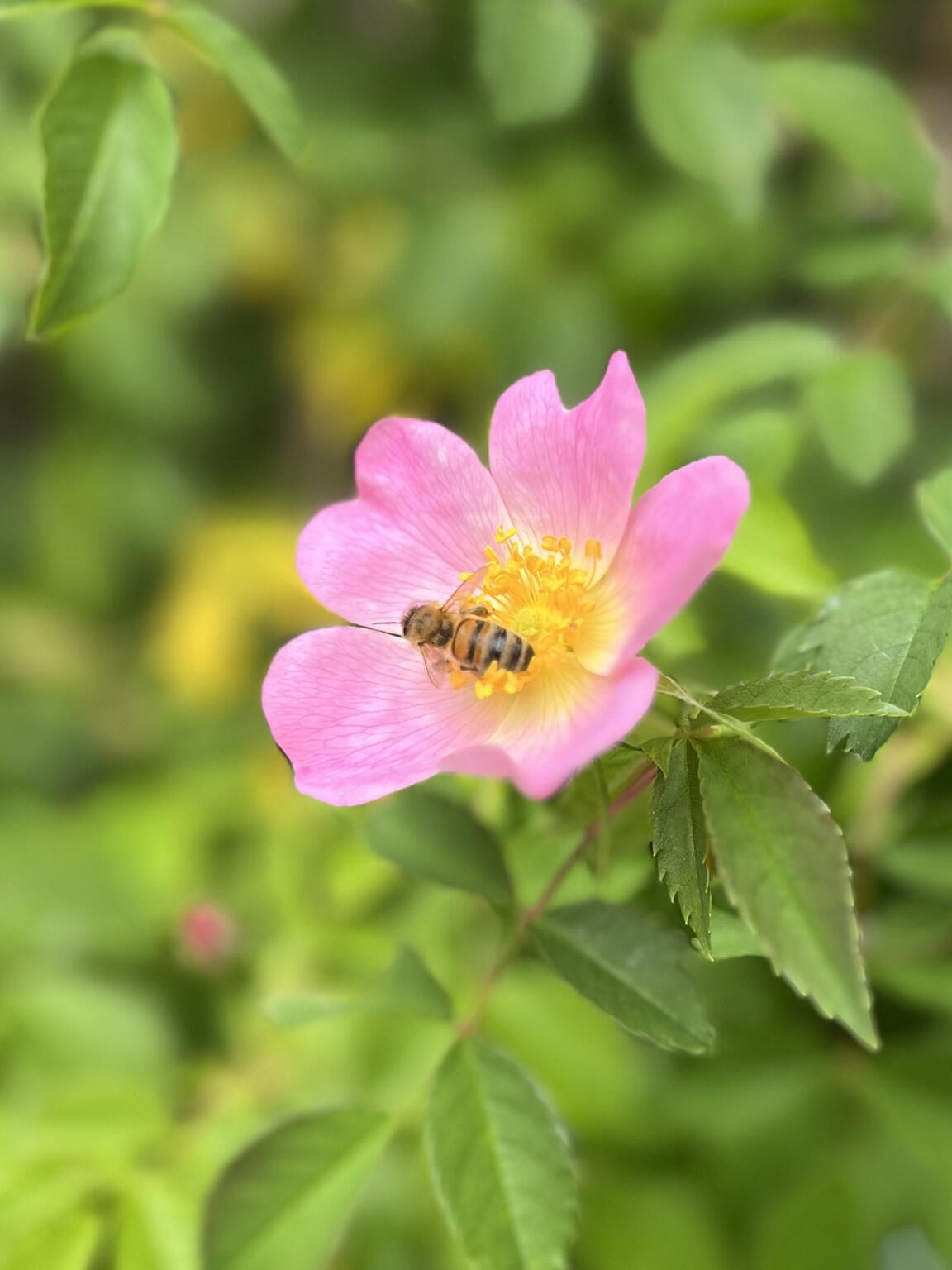 Rose with bee